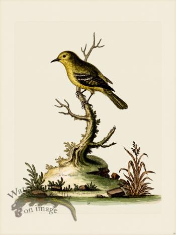 Edwards 079 Indian Fly-catcher